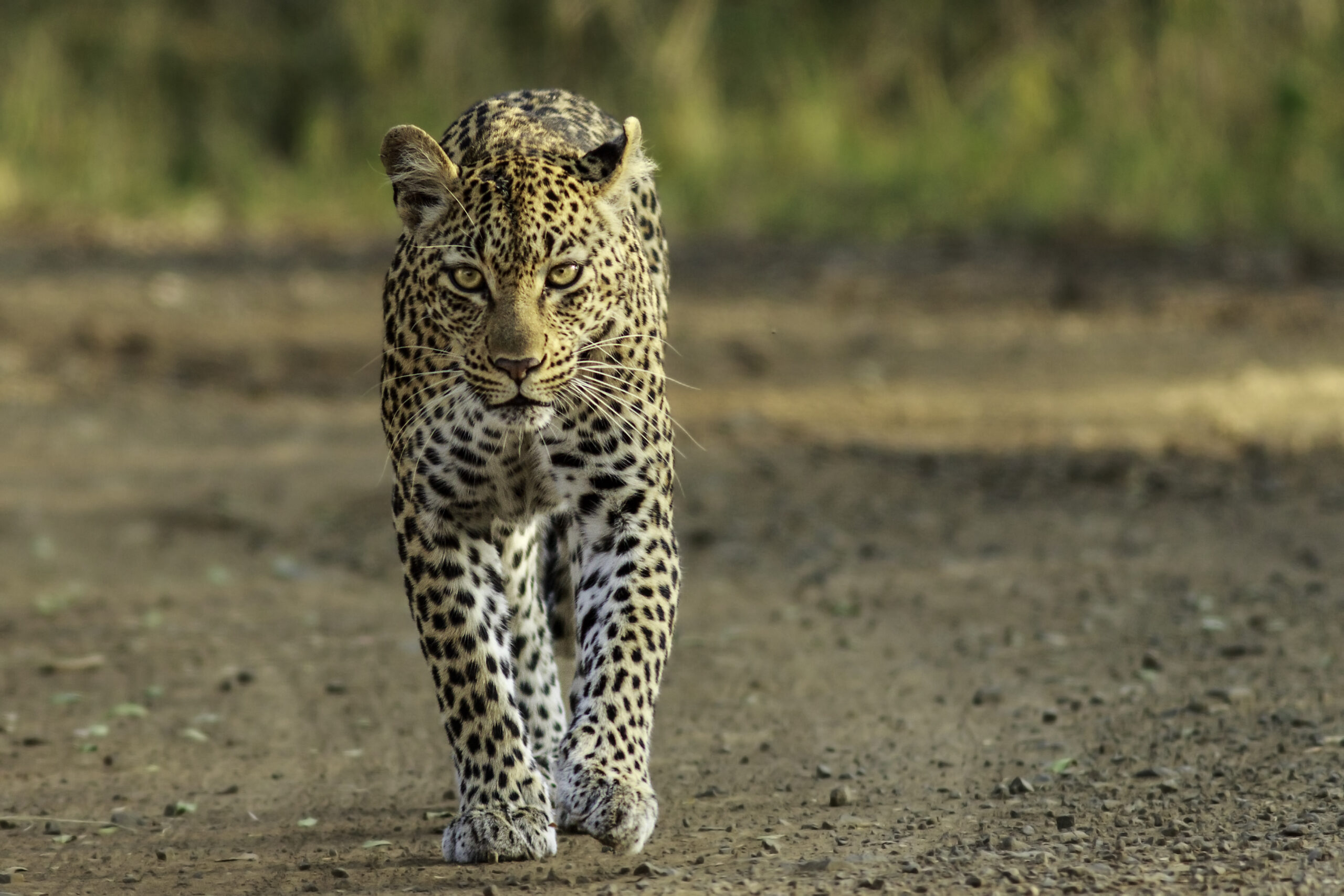 Female leopard walking down a dirt road, towards the camera