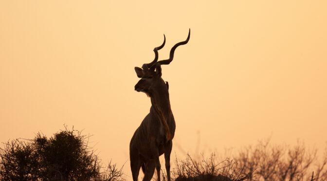 Kudu bull silhouetted against the sunset